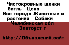 Чистокровные щенки бигль › Цена ­ 15 000 - Все города Животные и растения » Собаки   . Челябинская обл.,Златоуст г.